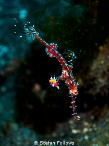 Fissure. Ornate Ghost Pipefish (Juv)- Solenostomus parado... by Stefan Follows 